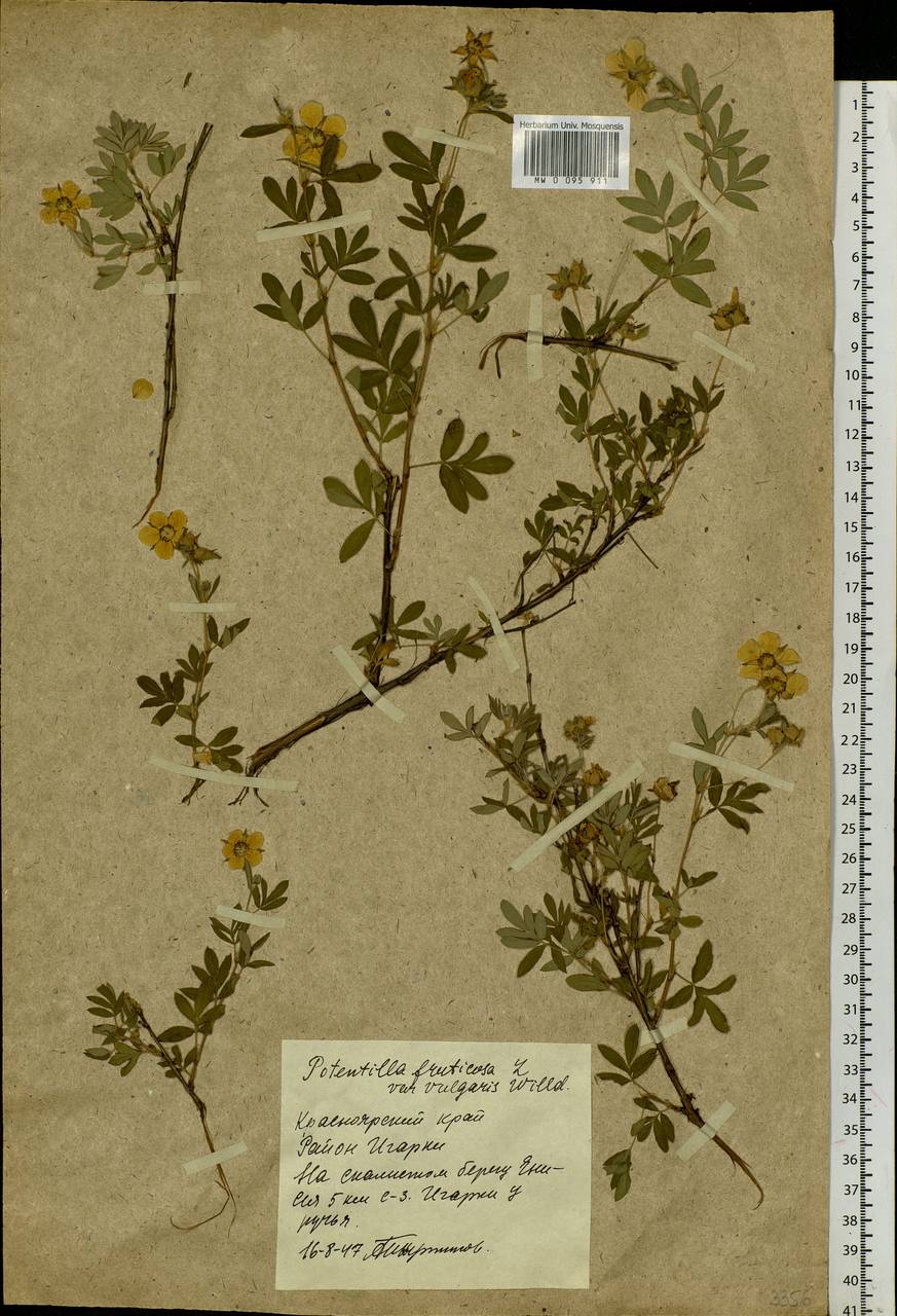 Dasiphora fruticosa (L.) Rydb., Siberia, Central Siberia (S3) (Russia)