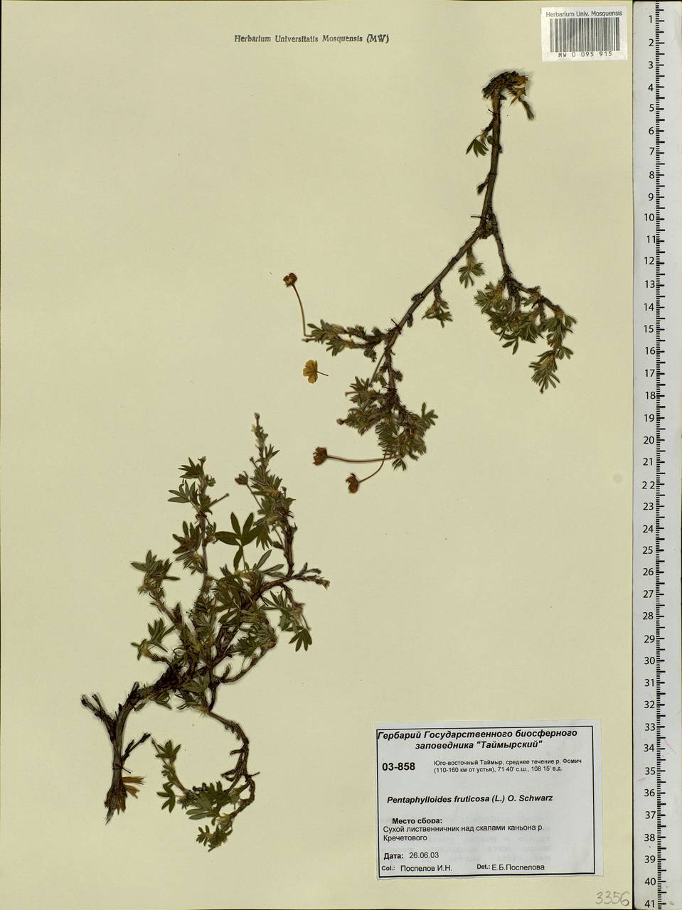 Dasiphora fruticosa (L.) Rydb., Siberia, Central Siberia (S3) (Russia)