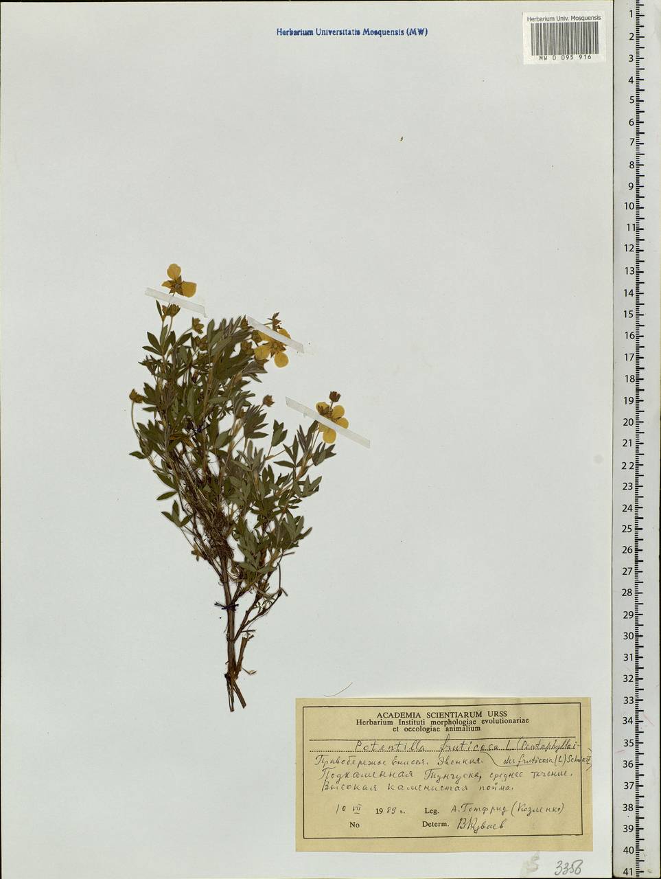 Dasiphora fruticosa (L.) Rydb., Siberia, Central Siberia (S3) (Russia)