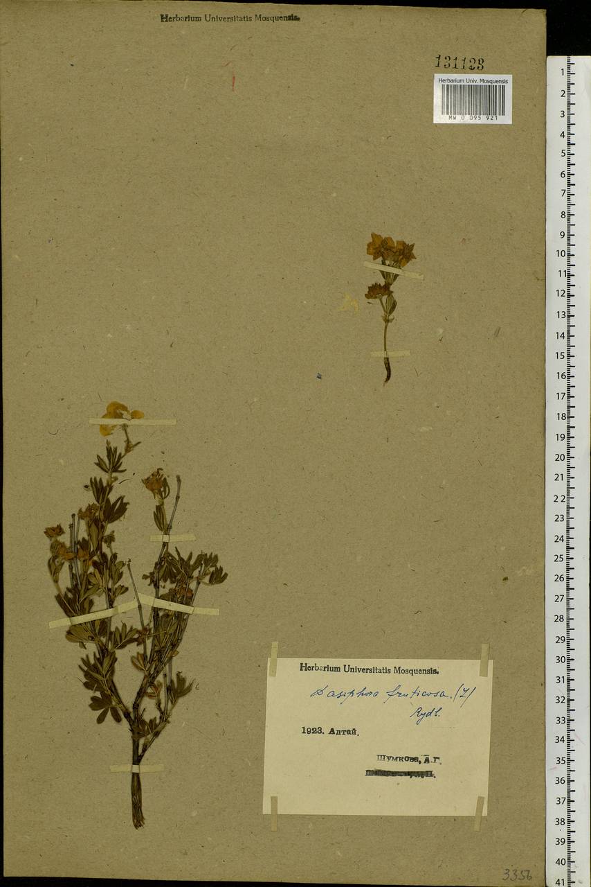 Dasiphora fruticosa (L.) Rydb., Siberia, Western (Kazakhstan) Altai Mountains (S2a) (Kazakhstan)