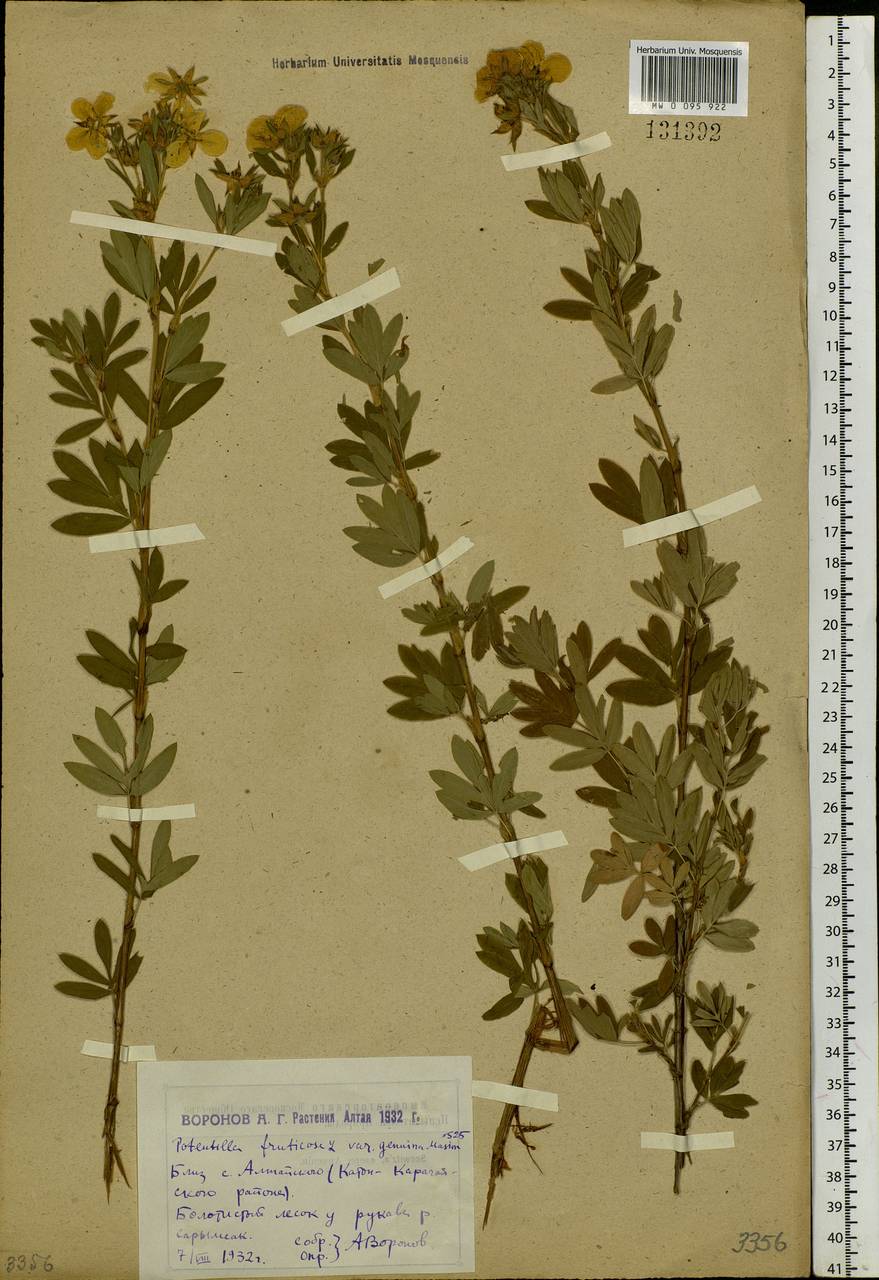 Dasiphora fruticosa (L.) Rydb., Siberia, Western (Kazakhstan) Altai Mountains (S2a) (Kazakhstan)