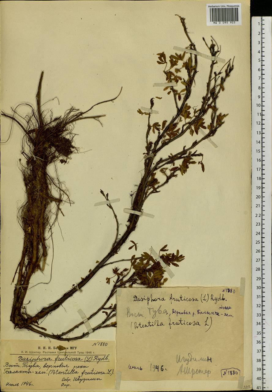 Dasiphora fruticosa (L.) Rydb., Siberia, Altai & Sayany Mountains (S2) (Russia)