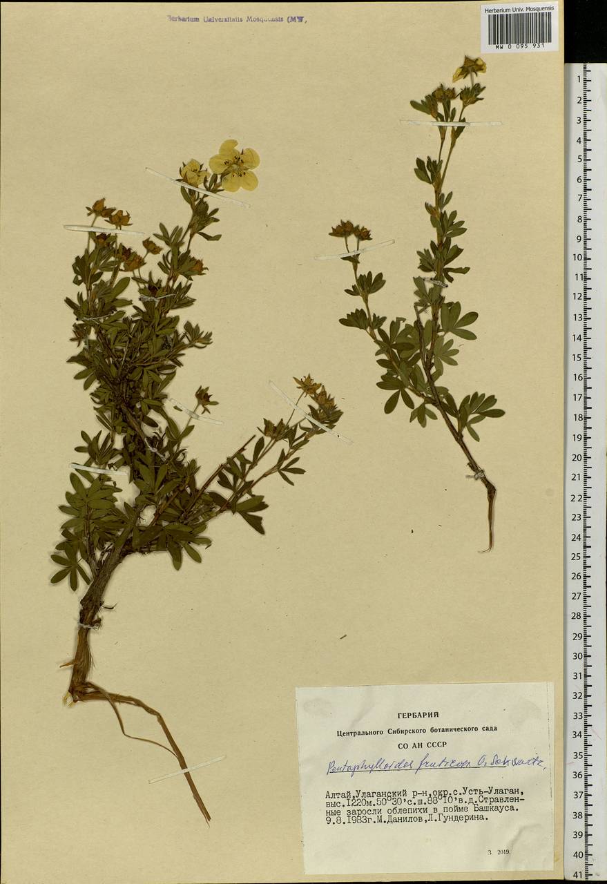Dasiphora fruticosa (L.) Rydb., Siberia, Altai & Sayany Mountains (S2) (Russia)