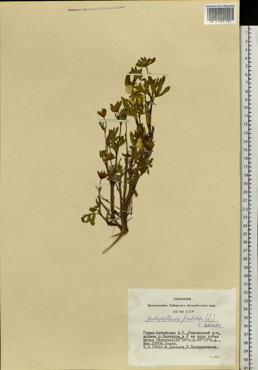 Dasiphora fruticosa (L.) Rydb., Siberia, Altai & Sayany Mountains (S2) (Russia)