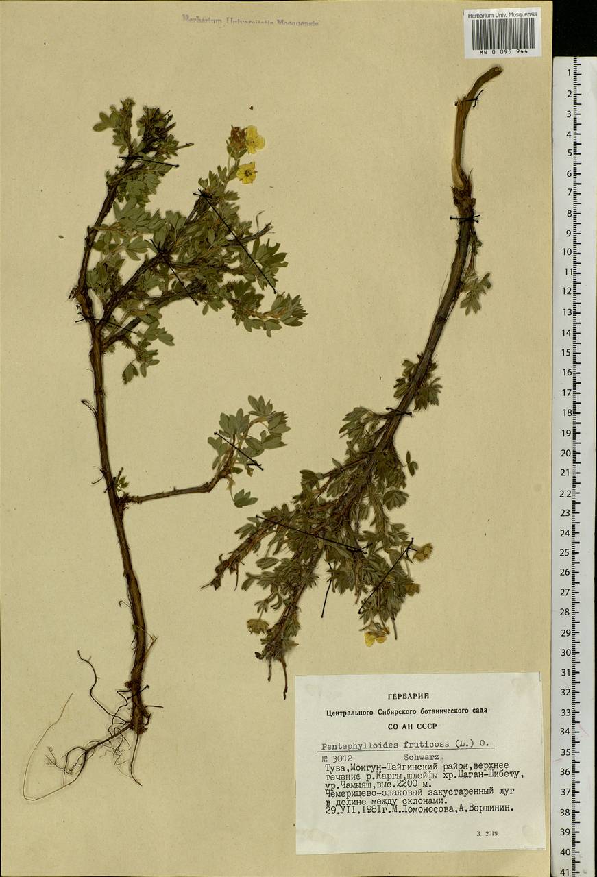 Dasiphora fruticosa (L.) Rydb., Siberia, Altai & Sayany Mountains (S2) (Russia)