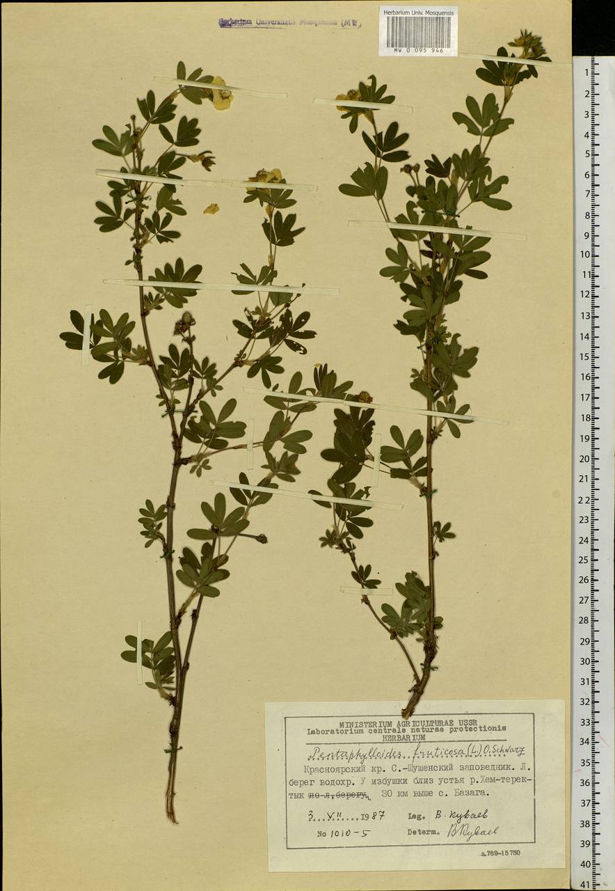 Dasiphora fruticosa (L.) Rydb., Siberia, Altai & Sayany Mountains (S2) (Russia)