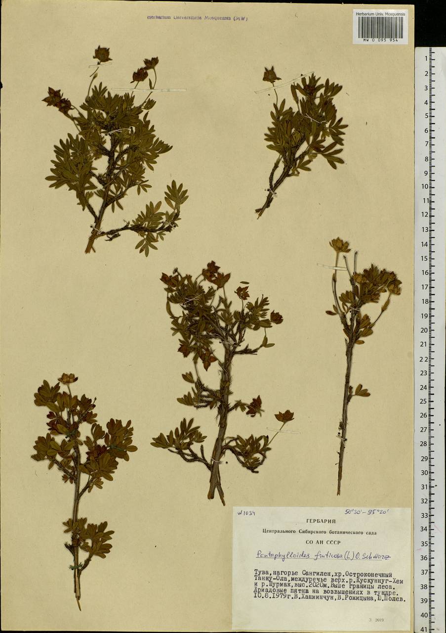 Dasiphora fruticosa (L.) Rydb., Siberia, Altai & Sayany Mountains (S2) (Russia)