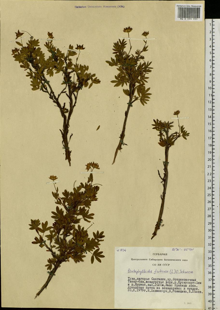 Dasiphora fruticosa (L.) Rydb., Siberia, Altai & Sayany Mountains (S2) (Russia)