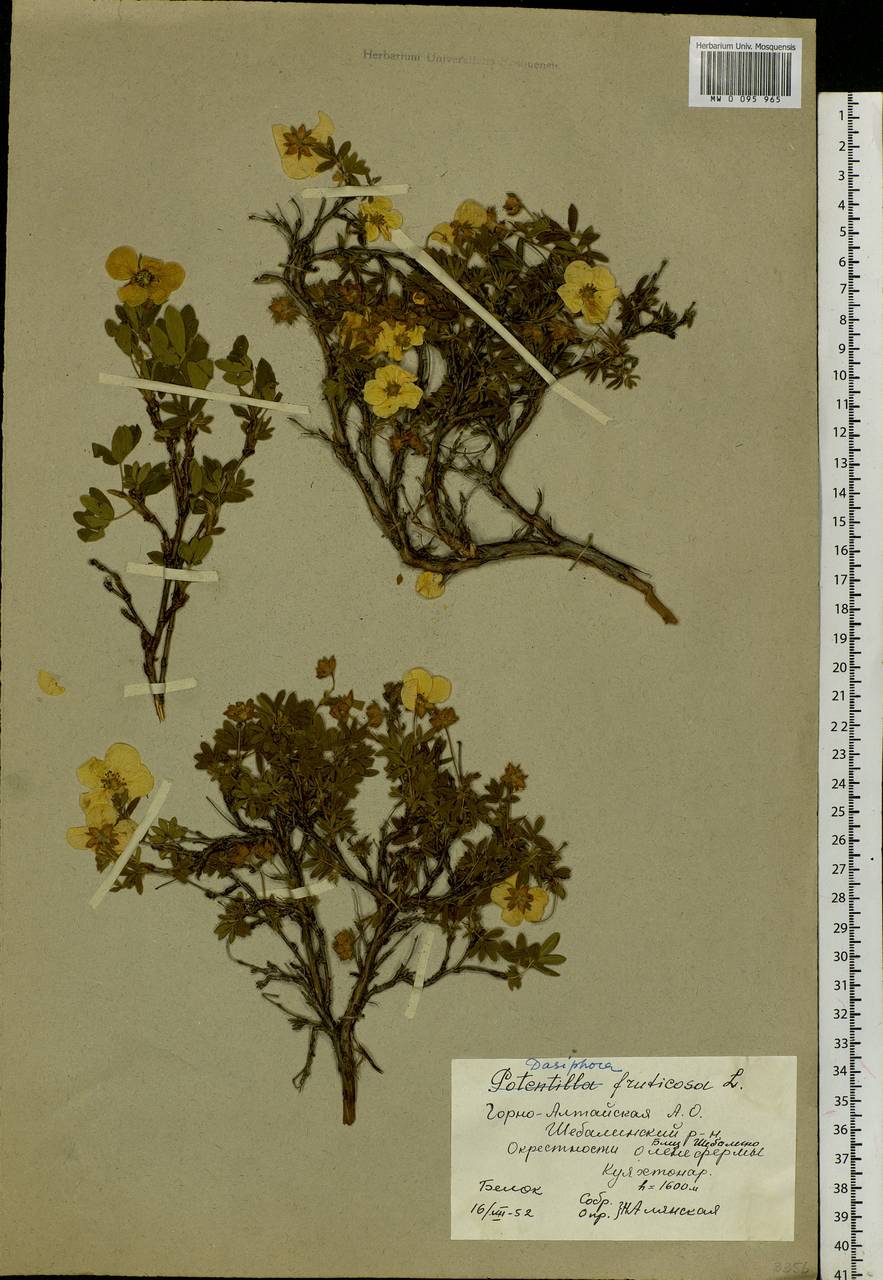 Dasiphora fruticosa (L.) Rydb., Siberia, Altai & Sayany Mountains (S2) (Russia)