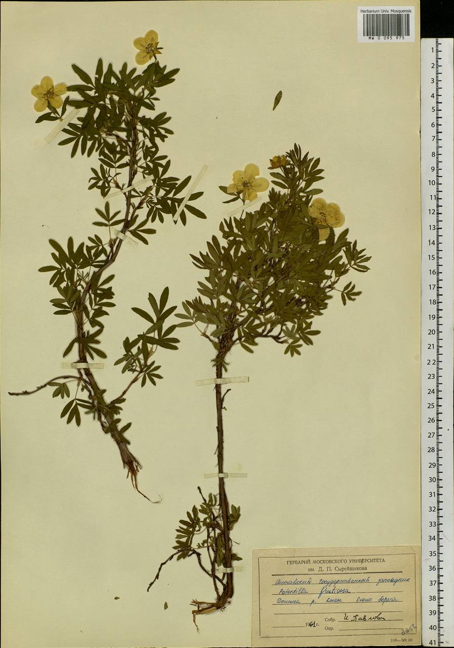 Dasiphora fruticosa (L.) Rydb., Siberia, Altai & Sayany Mountains (S2) (Russia)