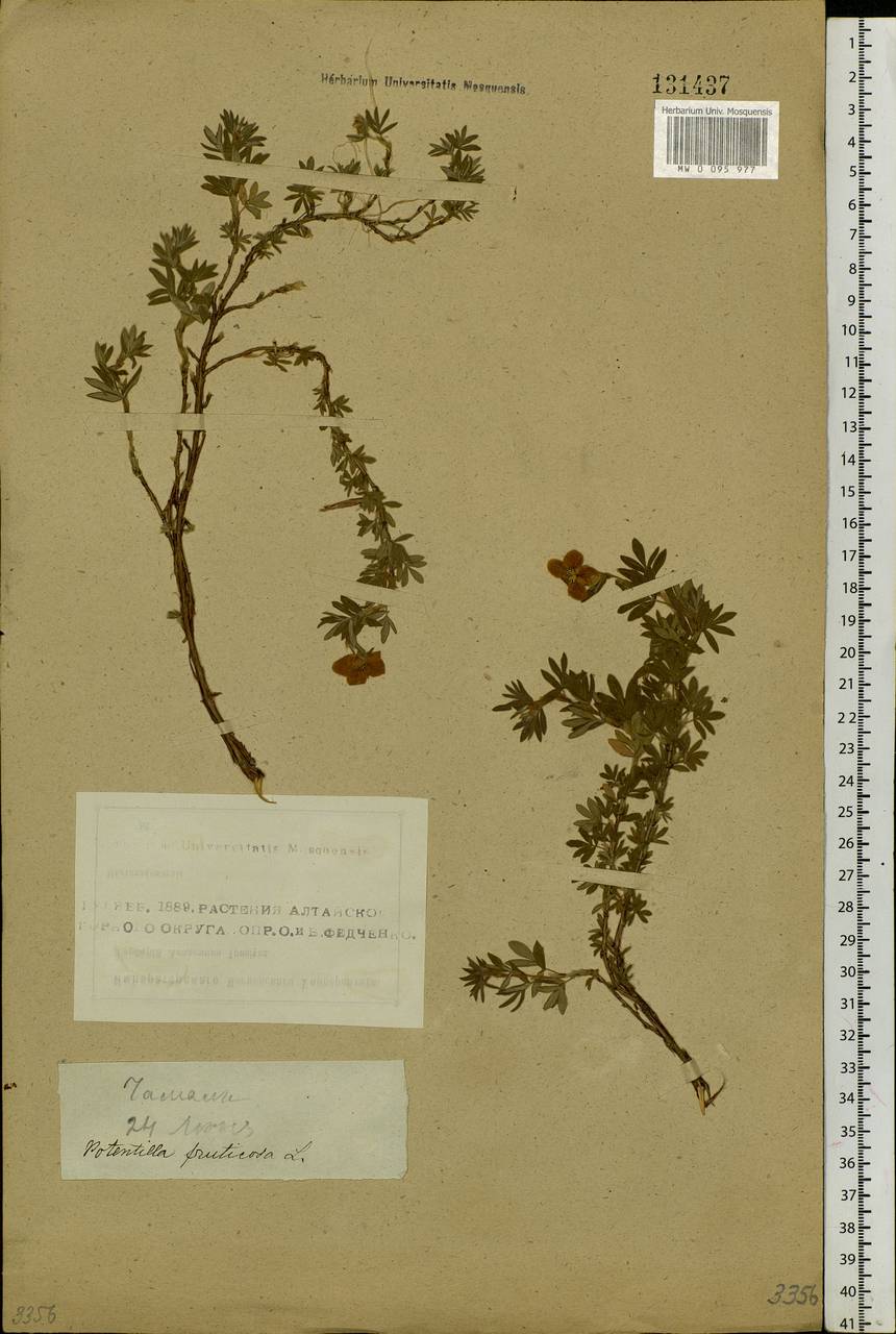 Dasiphora fruticosa (L.) Rydb., Siberia, Altai & Sayany Mountains (S2) (Russia)