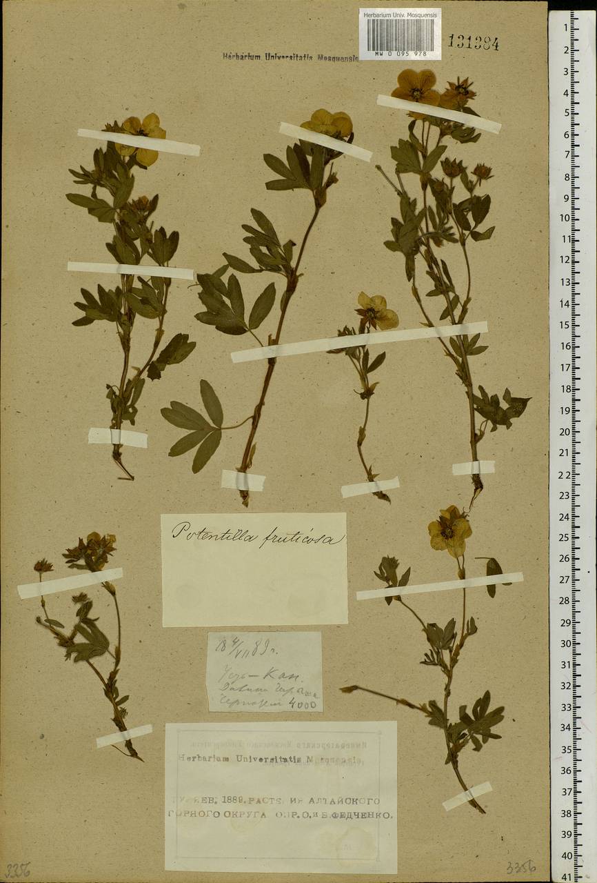 Dasiphora fruticosa (L.) Rydb., Siberia, Altai & Sayany Mountains (S2) (Russia)