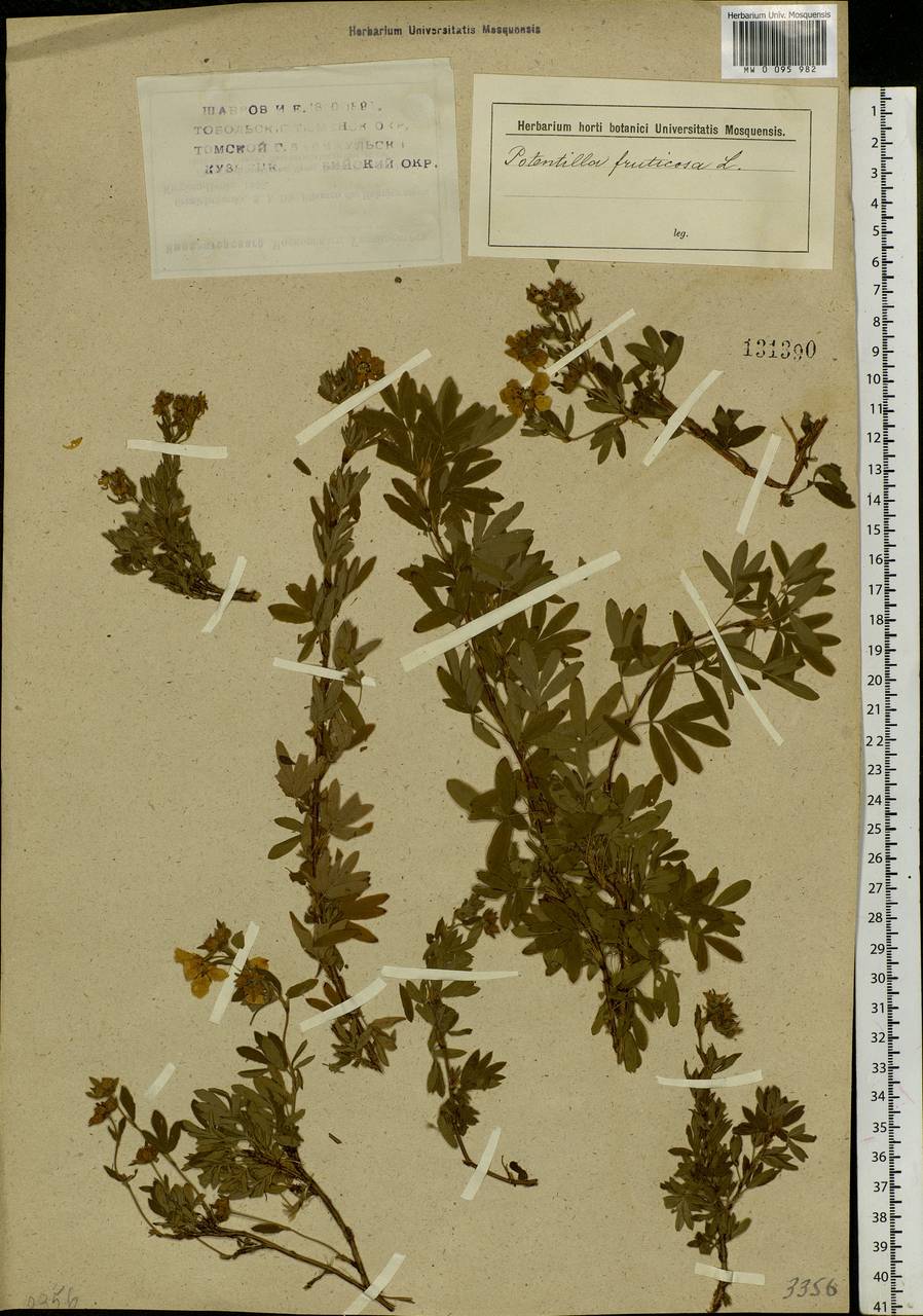 Dasiphora fruticosa (L.) Rydb., Siberia (no precise locality) (S0) (Russia)