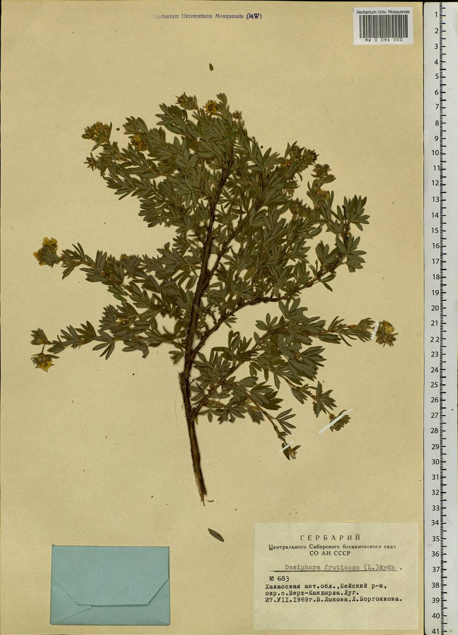 Dasiphora fruticosa (L.) Rydb., Siberia, Altai & Sayany Mountains (S2) (Russia)