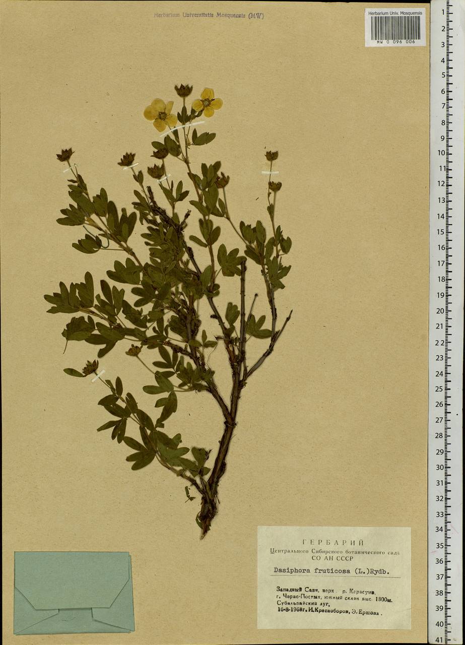 Dasiphora fruticosa (L.) Rydb., Siberia, Altai & Sayany Mountains (S2) (Russia)