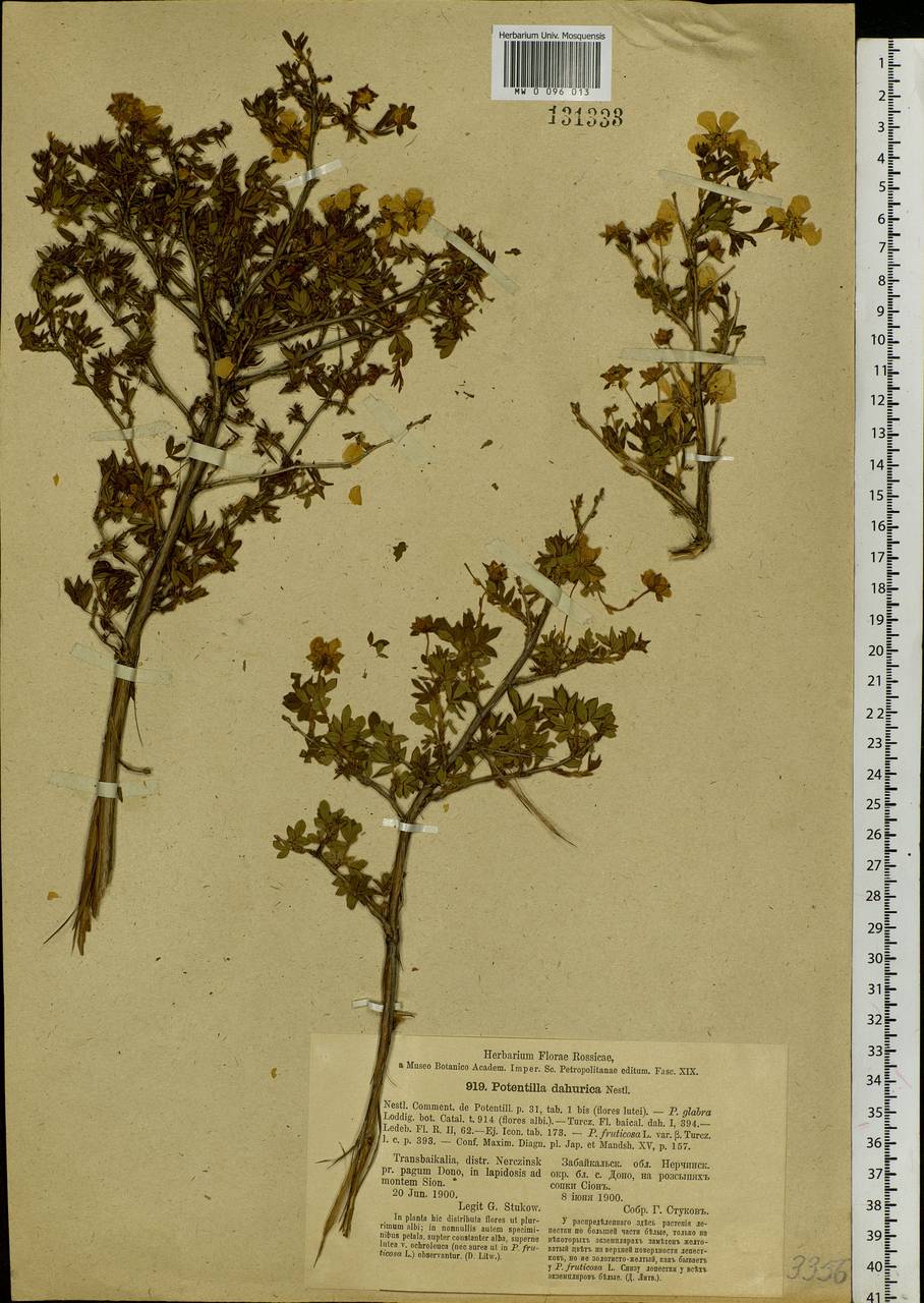 Dasiphora davurica (Nestl.) Kom. & Aliss., Siberia, Baikal & Transbaikal region (S4) (Russia)