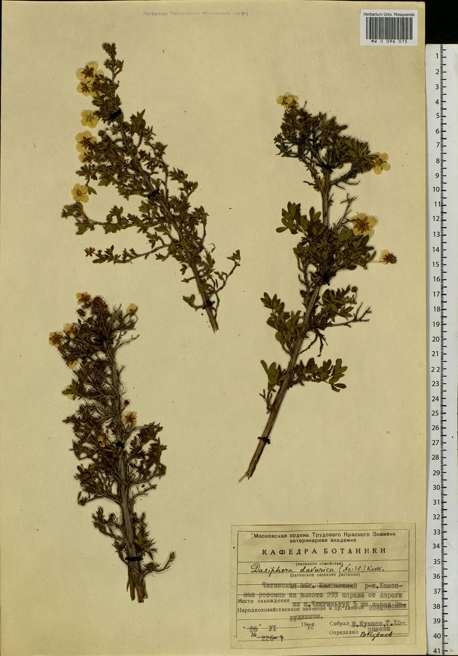 Dasiphora davurica (Nestler) Kom., Siberia, Baikal & Transbaikal region (S4) (Russia)