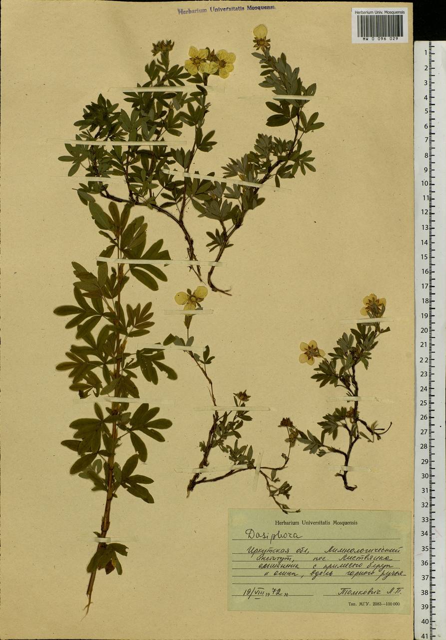 Dasiphora, Siberia, Baikal & Transbaikal region (S4) (Russia)