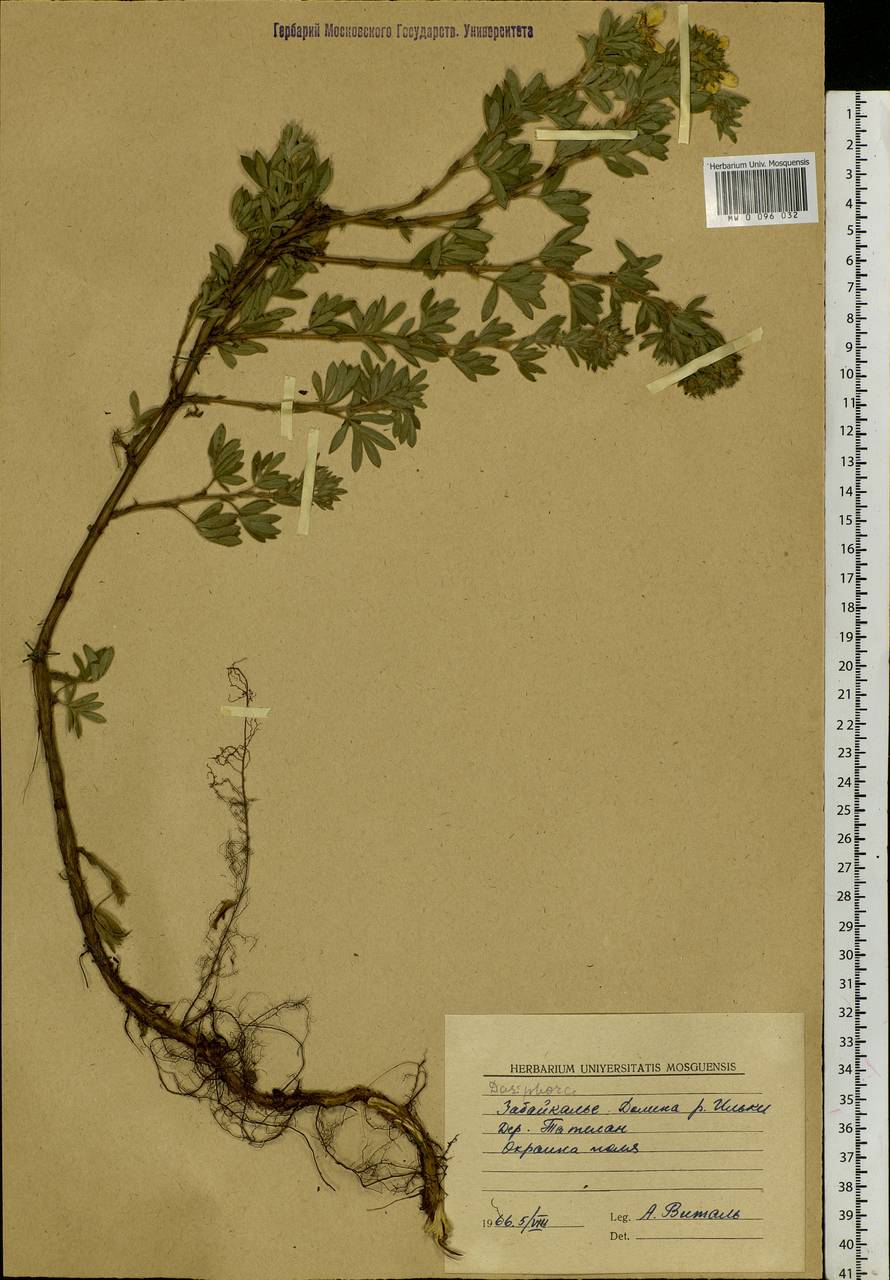 Dasiphora, Siberia, Baikal & Transbaikal region (S4) (Russia)