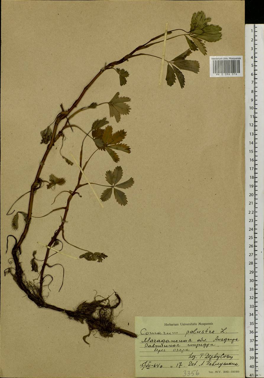 Comarum palustre L., Siberia, Chukotka & Kamchatka (S7) (Russia)