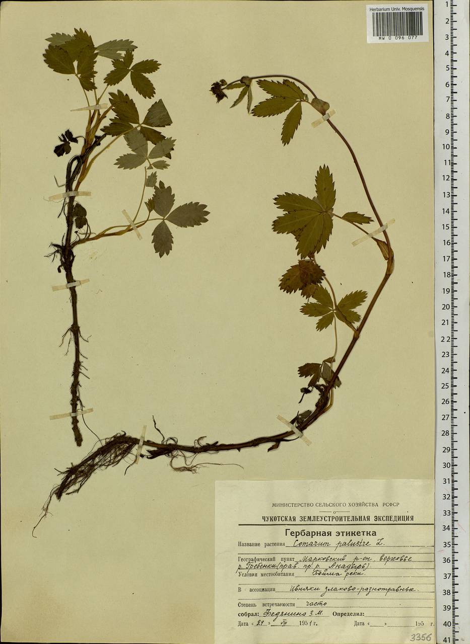 Comarum palustre L., Siberia, Chukotka & Kamchatka (S7) (Russia)