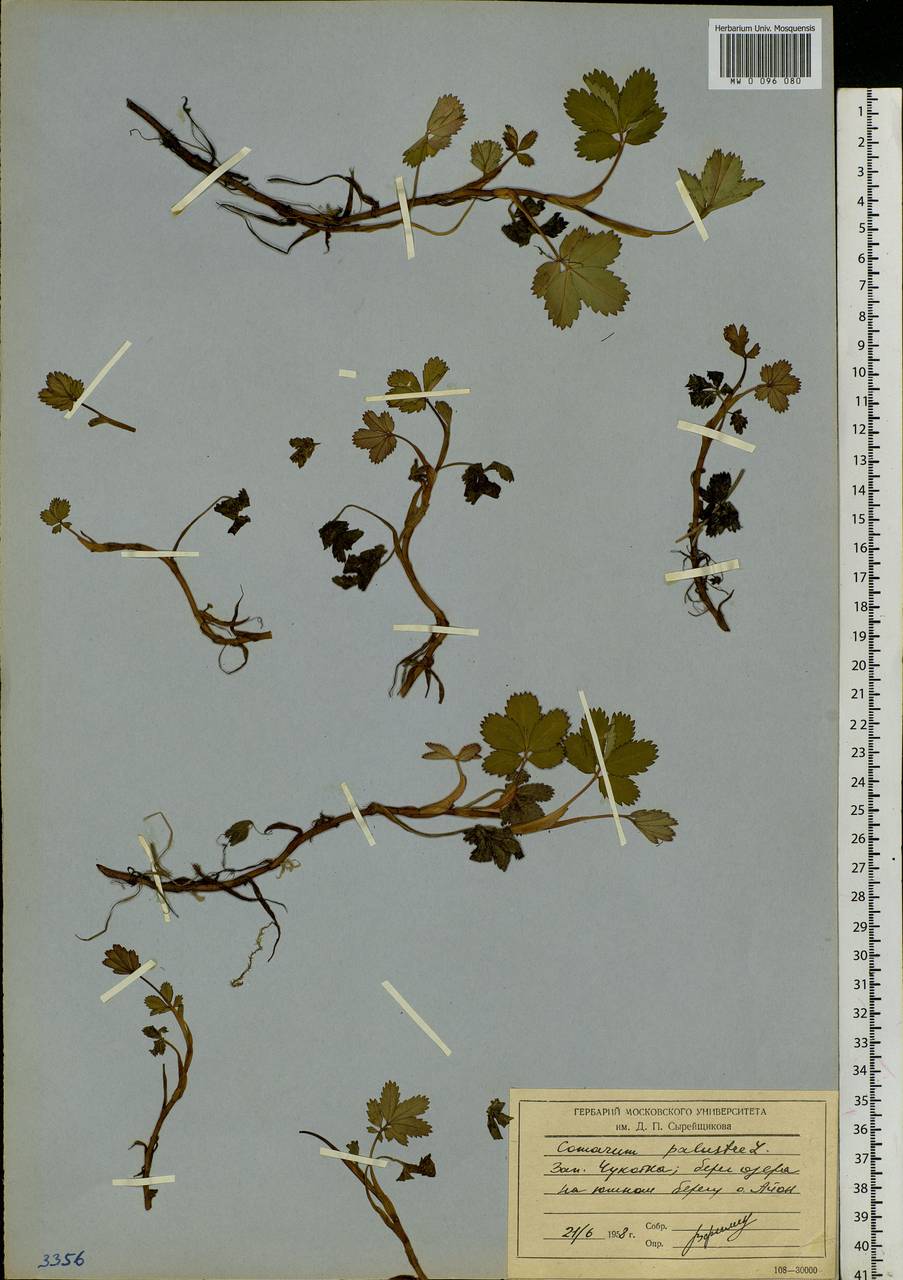 Comarum palustre L., Siberia, Chukotka & Kamchatka (S7) (Russia)