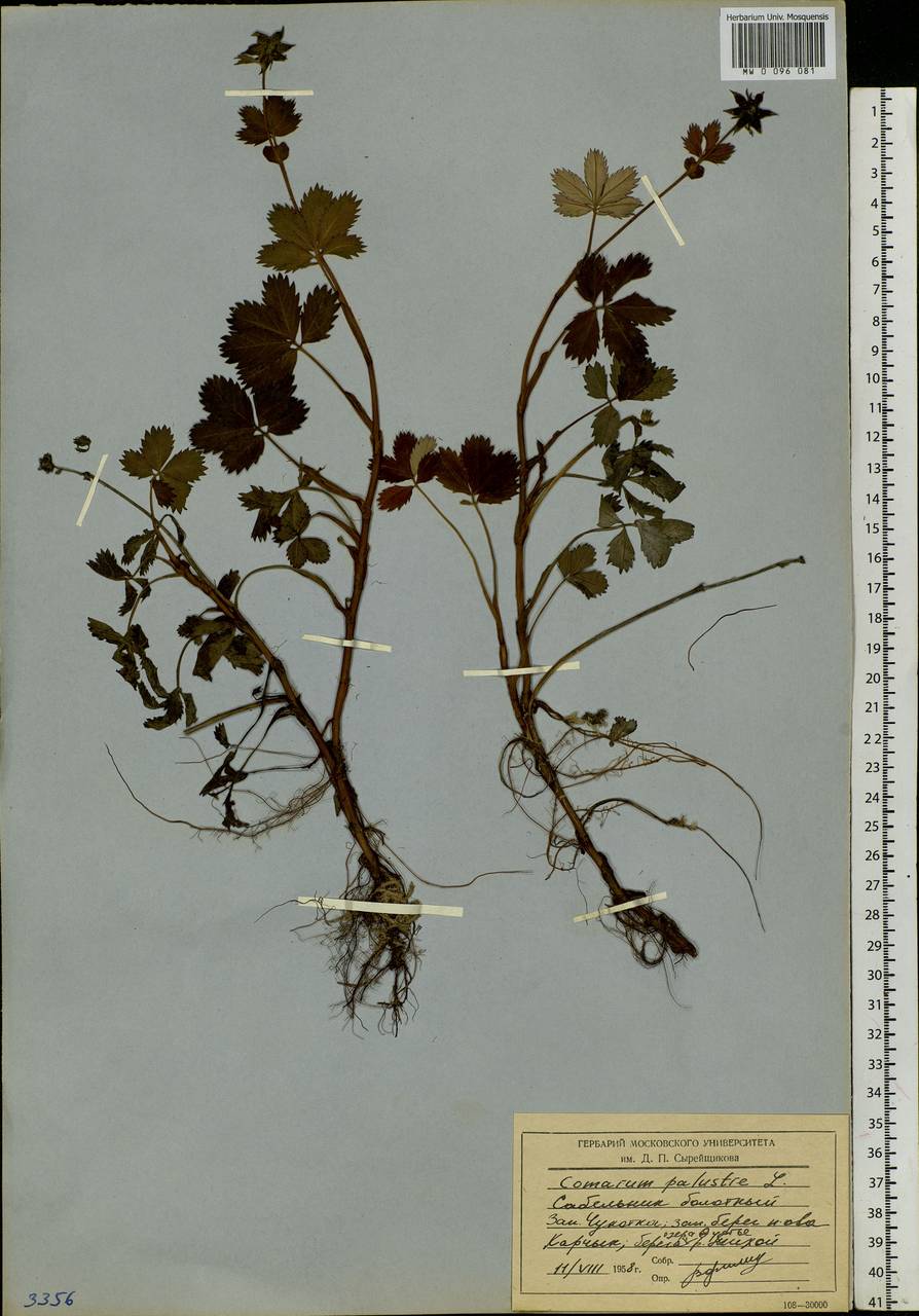 Comarum palustre L., Siberia, Chukotka & Kamchatka (S7) (Russia)