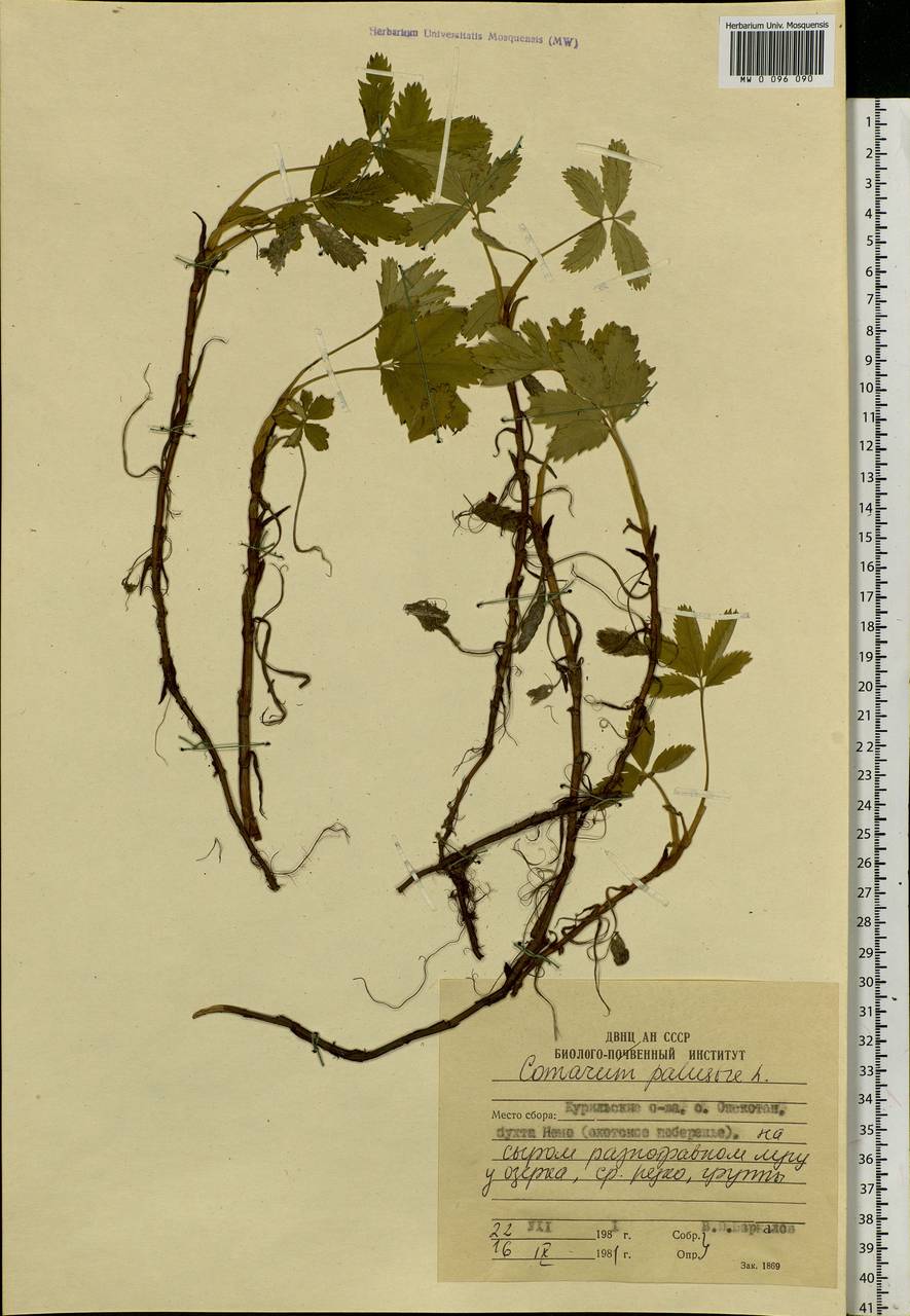 Comarum palustre L., Siberia, Russian Far East (S6) (Russia)