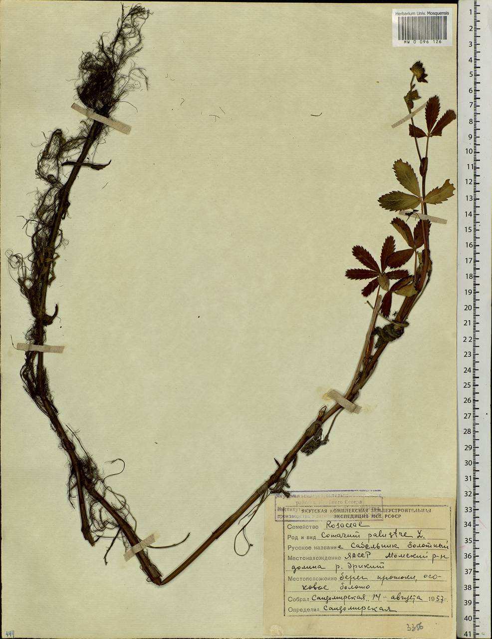 Comarum palustre L., Siberia, Yakutia (S5) (Russia)