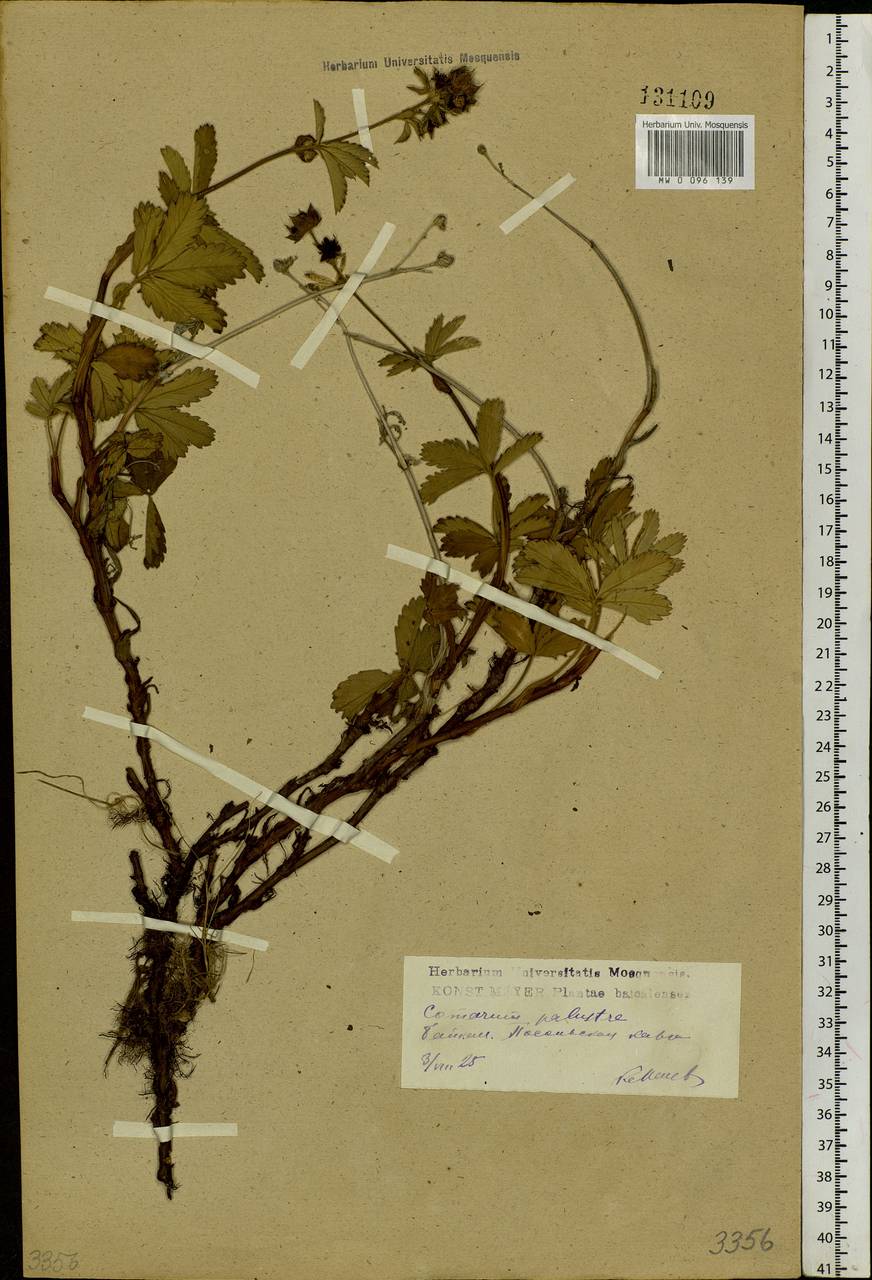 Comarum palustre L., Siberia, Baikal & Transbaikal region (S4) (Russia)