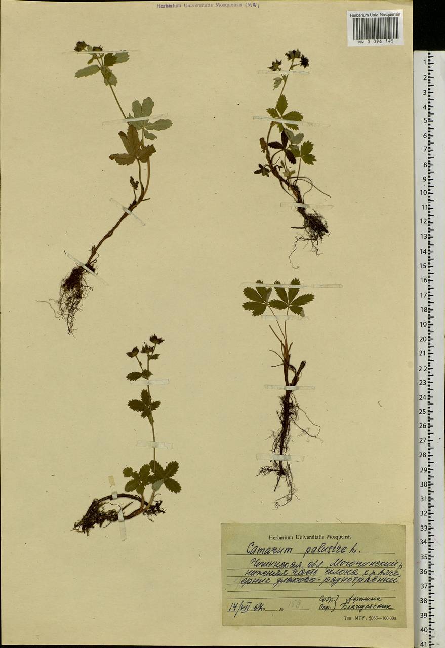 Comarum palustre L., Siberia, Baikal & Transbaikal region (S4) (Russia)