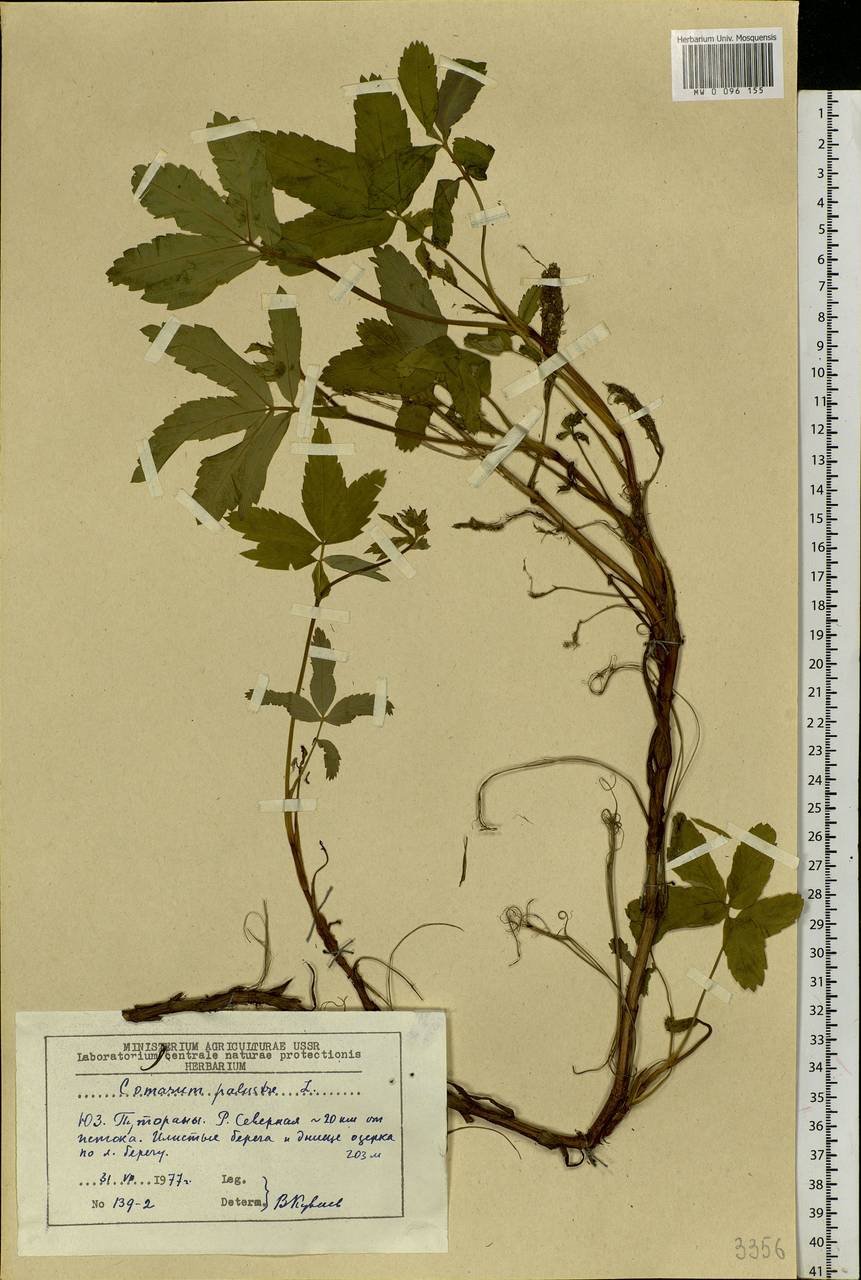Comarum palustre L., Siberia, Central Siberia (S3) (Russia)