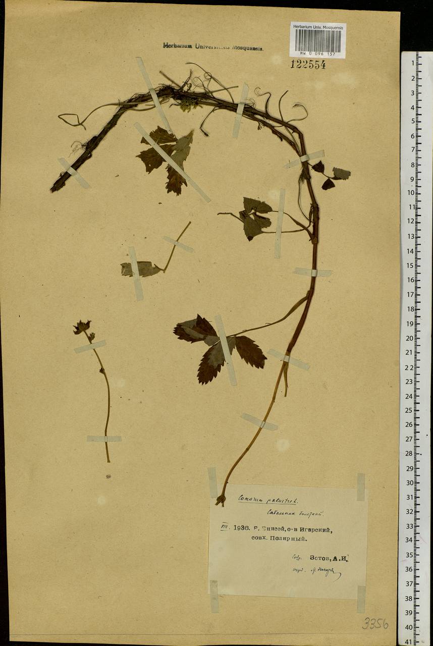 Comarum palustre L., Siberia, Central Siberia (S3) (Russia)