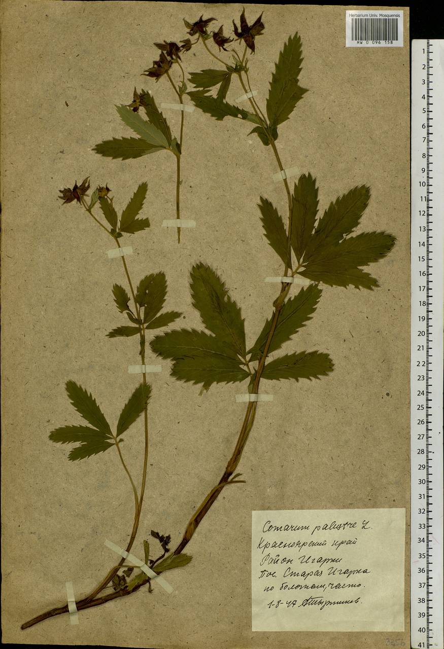 Comarum palustre L., Siberia, Central Siberia (S3) (Russia)