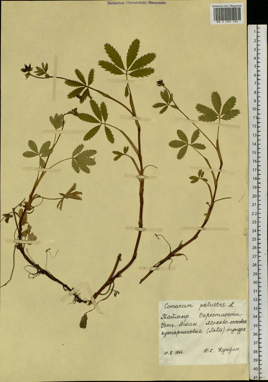 Comarum palustre L., Siberia, Central Siberia (S3) (Russia)