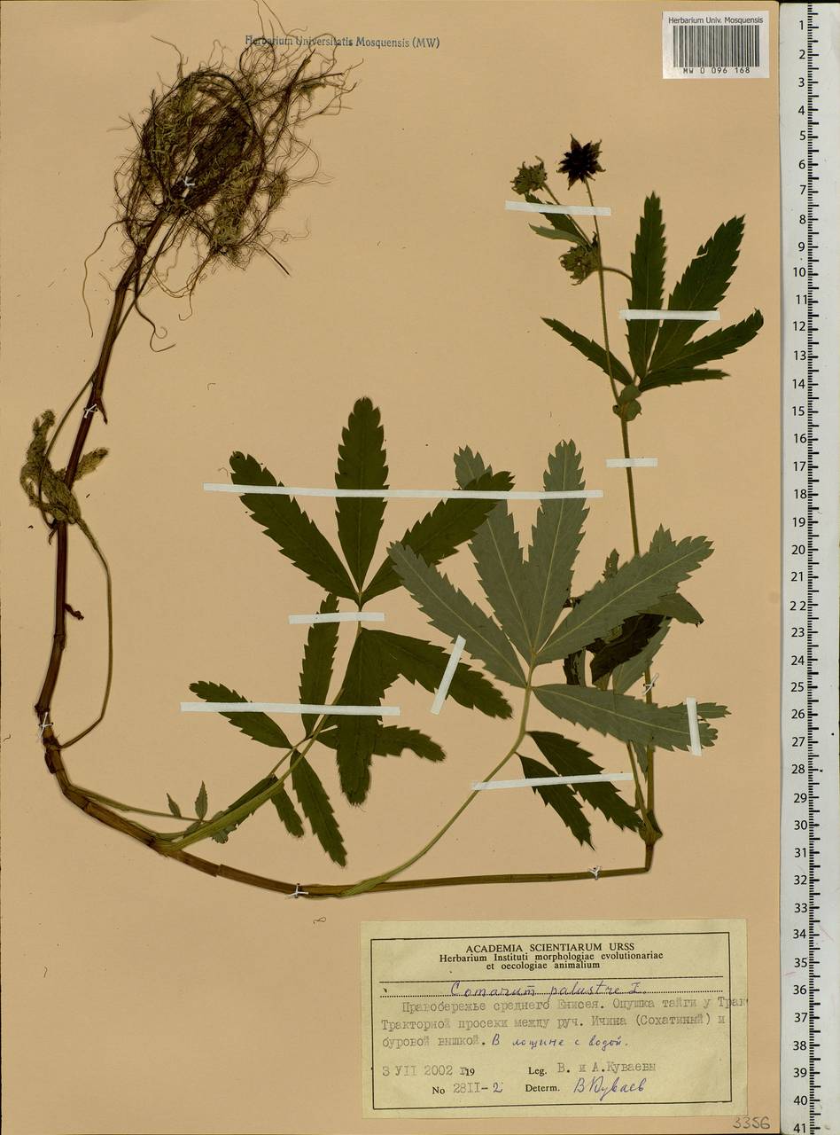 Comarum palustre L., Siberia, Central Siberia (S3) (Russia)