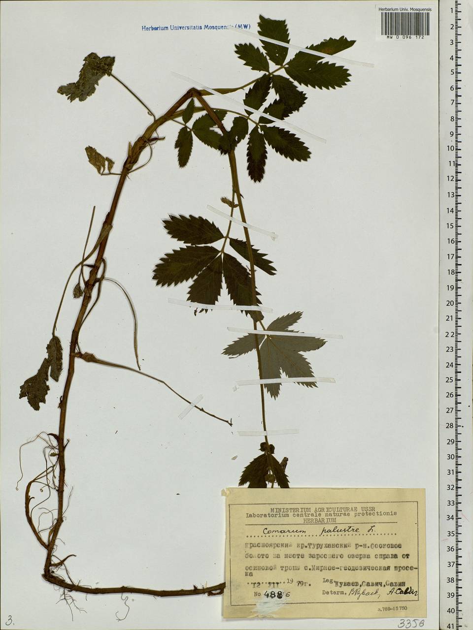 Comarum palustre L., Siberia, Central Siberia (S3) (Russia)