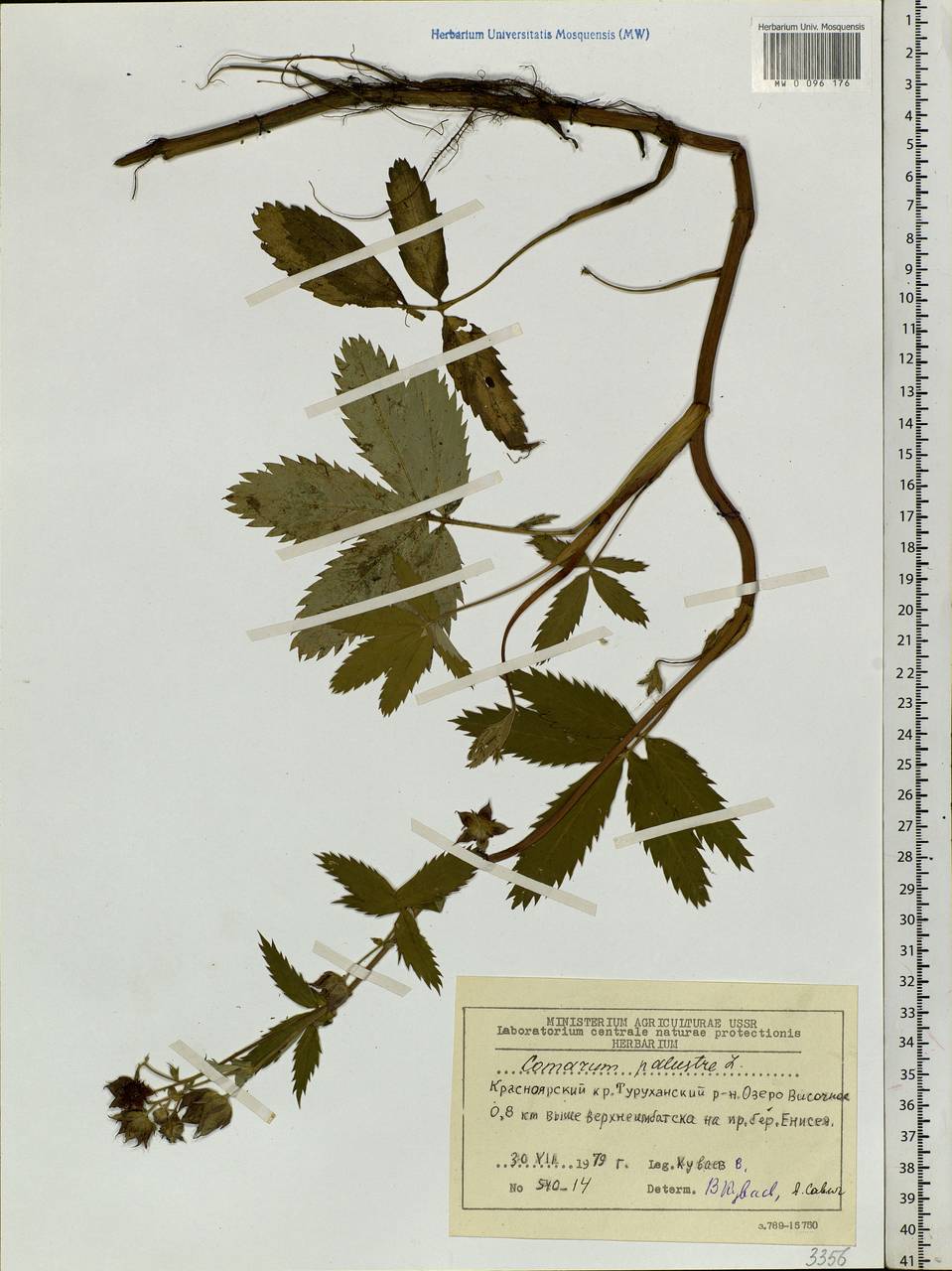 Comarum palustre L., Siberia, Central Siberia (S3) (Russia)