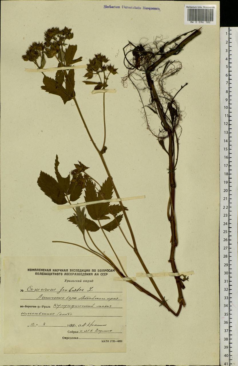 Comarum palustre L., Siberia, Altai & Sayany Mountains (S2) (Russia)