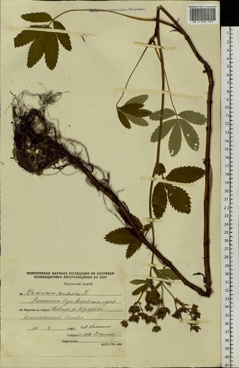 Comarum palustre L., Siberia, Altai & Sayany Mountains (S2) (Russia)