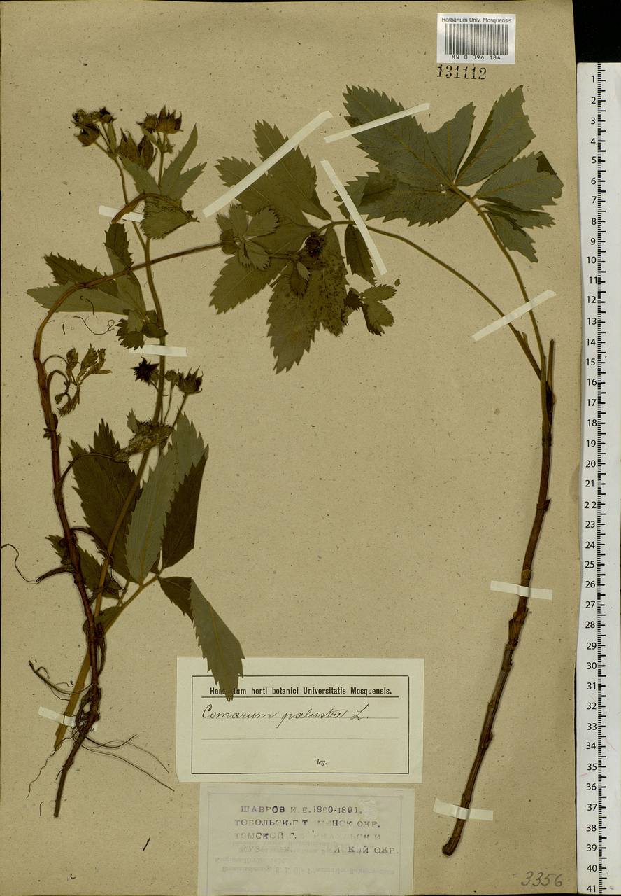 Comarum palustre L., Siberia (no precise locality) (S0) (Russia)