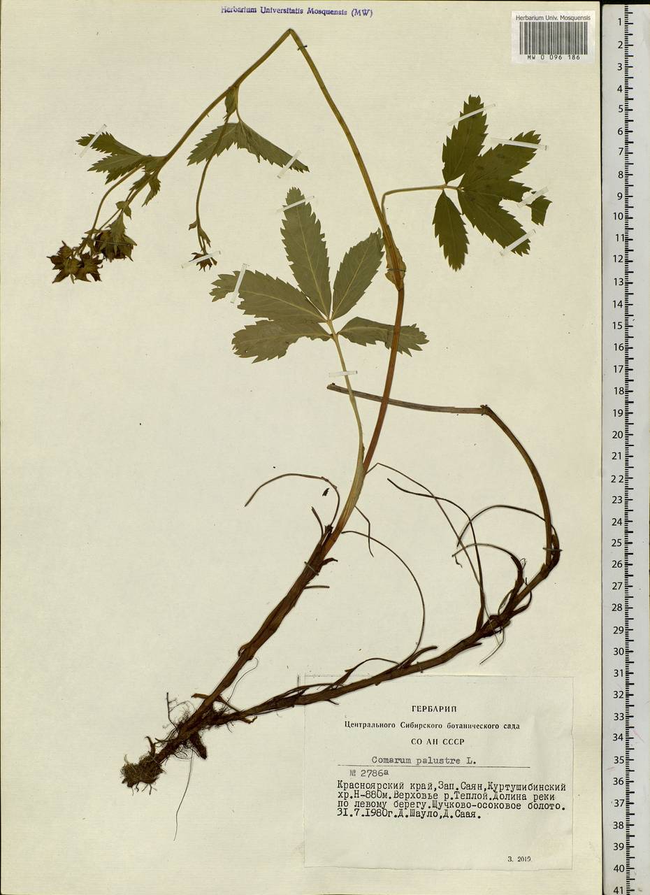 Comarum palustre L., Siberia, Altai & Sayany Mountains (S2) (Russia)