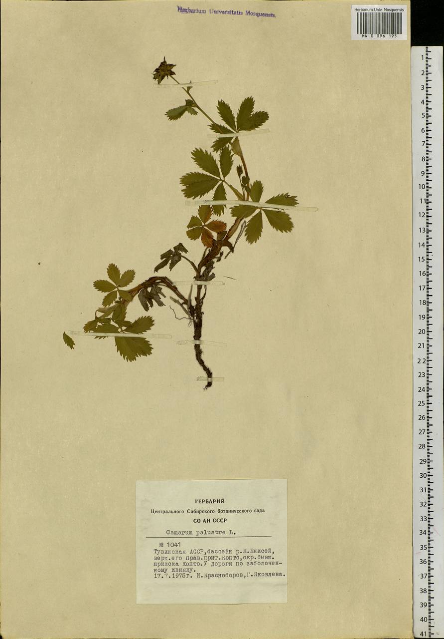 Comarum palustre L., Siberia, Altai & Sayany Mountains (S2) (Russia)