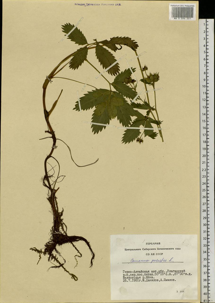 Comarum palustre L., Siberia, Altai & Sayany Mountains (S2) (Russia)