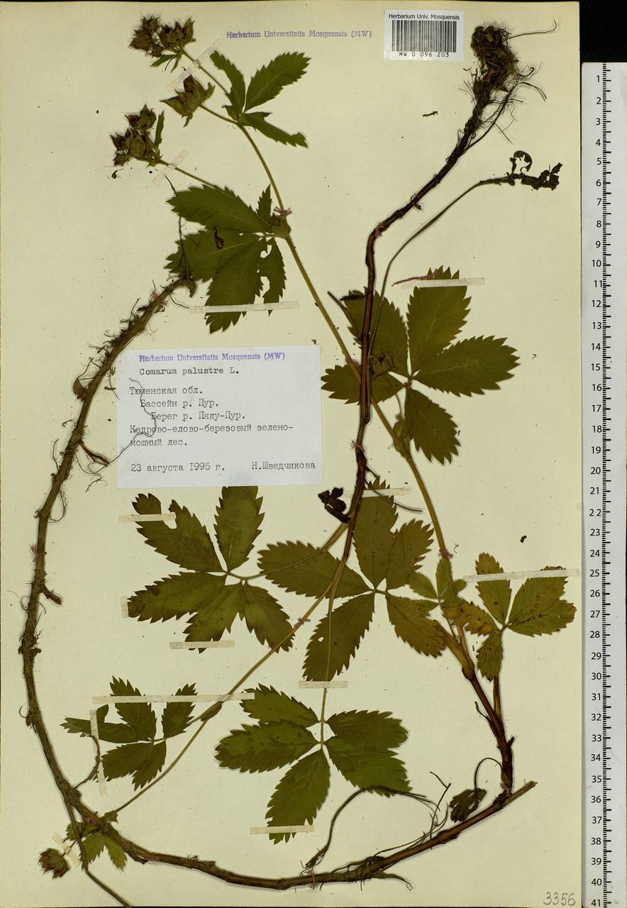 Comarum palustre L., Siberia, Western Siberia (S1) (Russia)