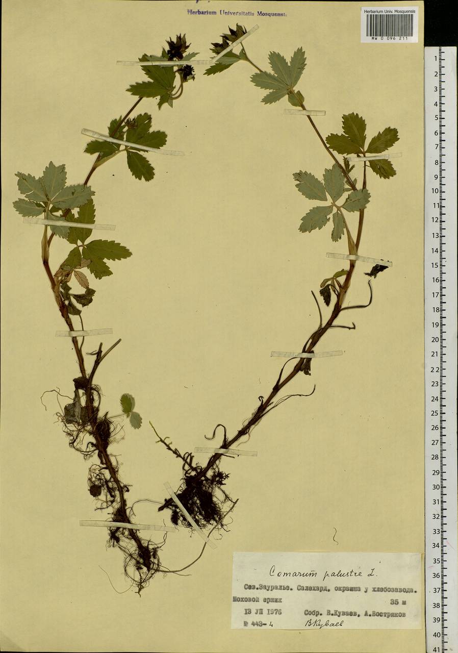 Comarum palustre L., Siberia, Western Siberia (S1) (Russia)