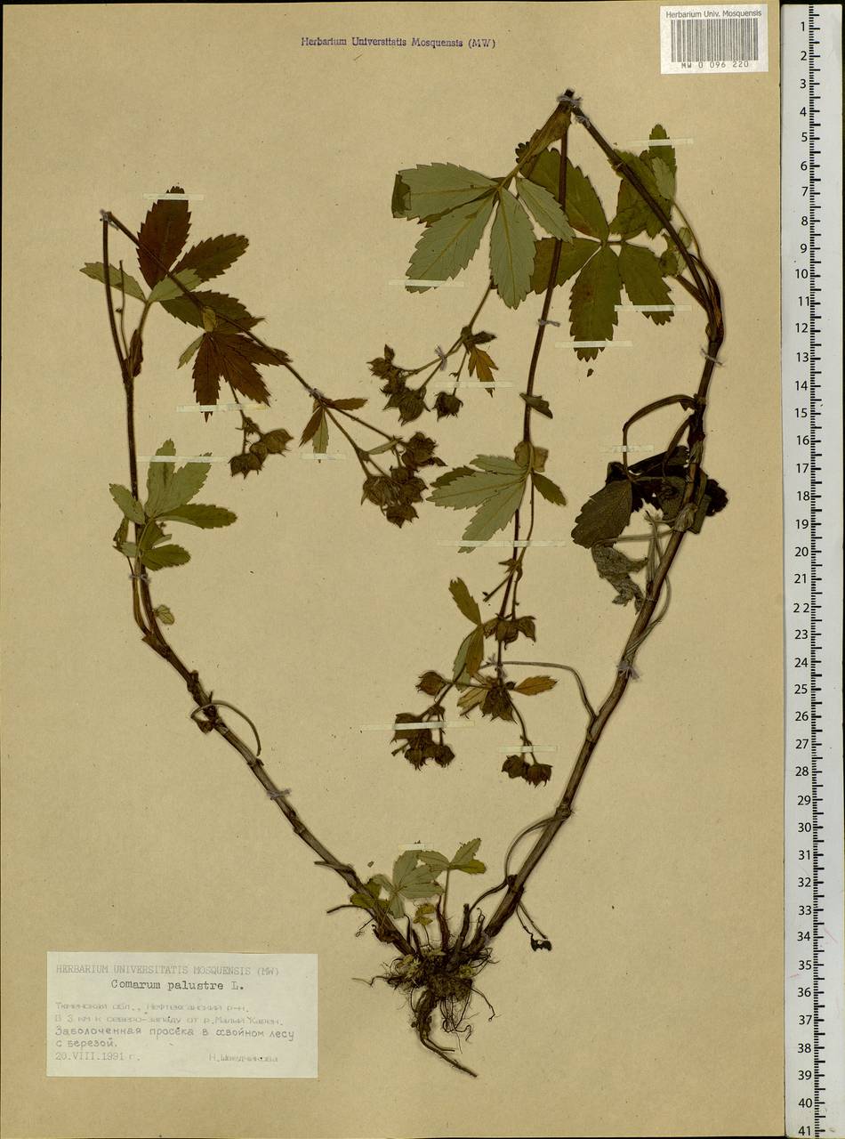 Comarum palustre L., Siberia, Western Siberia (S1) (Russia)