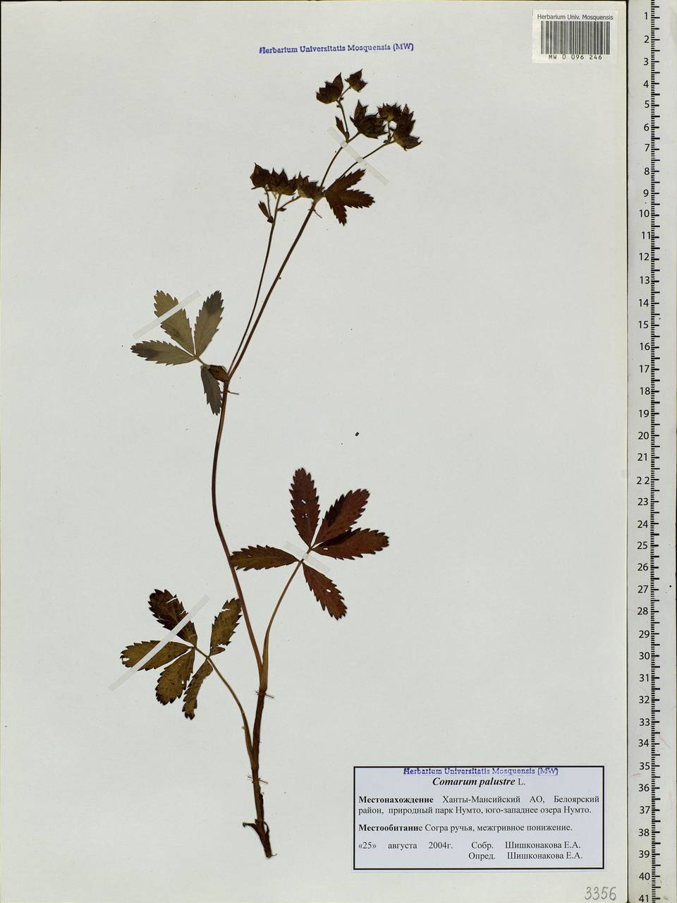 Comarum palustre L., Siberia, Western Siberia (S1) (Russia)