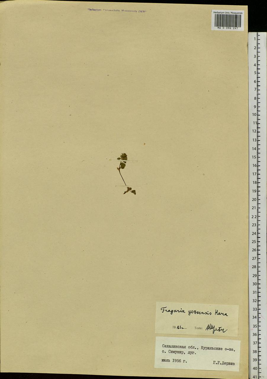 Fragaria nipponica subsp. nipponica, Siberia, Russian Far East (S6) (Russia)
