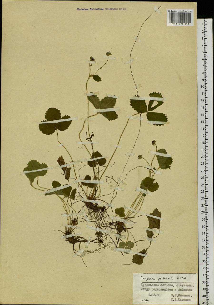 Fragaria nipponica subsp. nipponica, Siberia, Russian Far East (S6) (Russia)